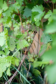 grape photo